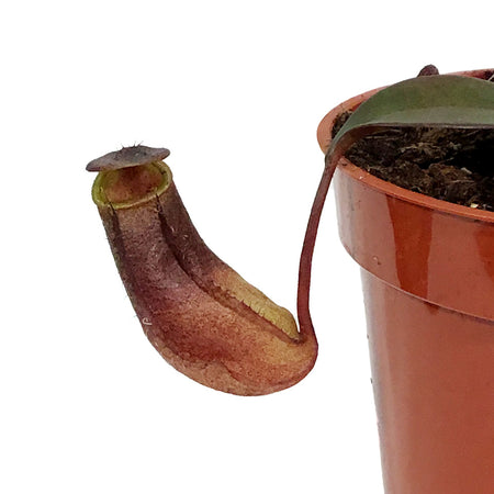 Nepenthes, 3.5in, Rebecca Soper