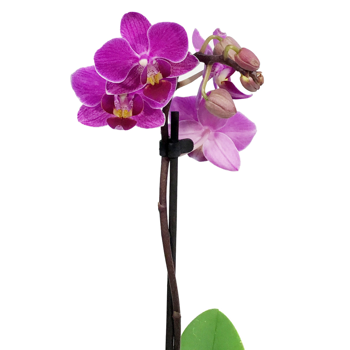 Orchid, 3.5in, Phalaenopsis Single Spike