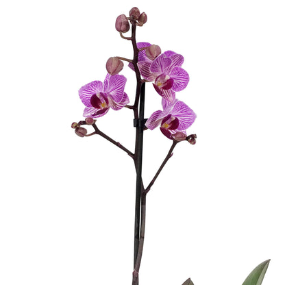 Orchid, 3.5in, Phalaenopsis Single Spike