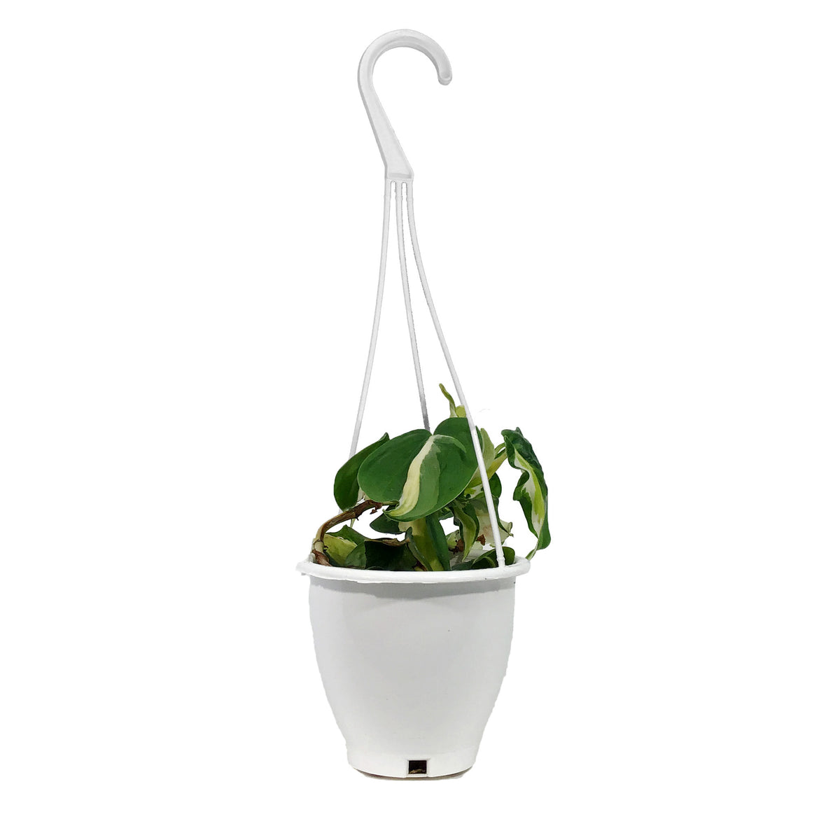 Philodendron Cream Splash, 4.5in HB
