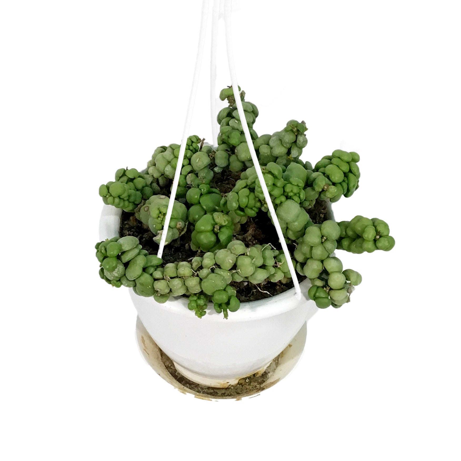dragon jade plant Dischidia, 4.5in HB, Dragon Jade – Floral Acres Greenhouse & Garden Centre