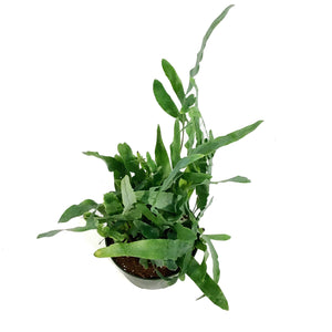 Fern, 6in, Blue Star