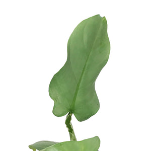 Philodendron, 6in, Silver Sword