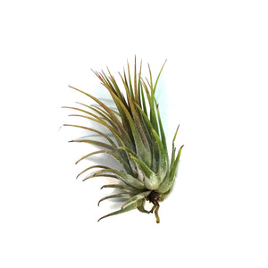 Tillandsia Ionantha Conehead, 3"