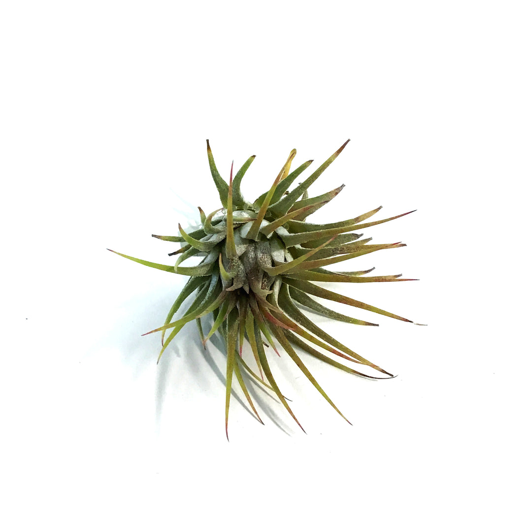 Tillandsia Ionantha Conehead, 3