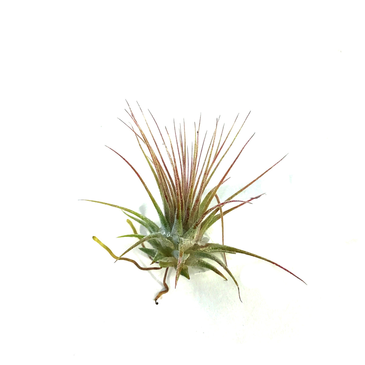 Tillandsia Ionantha Ionantha, 2"