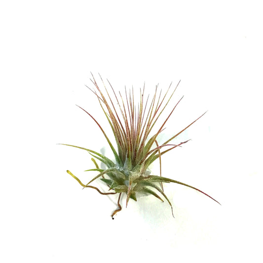 Tillandsia Ionantha Ionantha, 2"