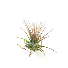 Load image into Gallery viewer, Tillandsia Ionantha Ionantha
