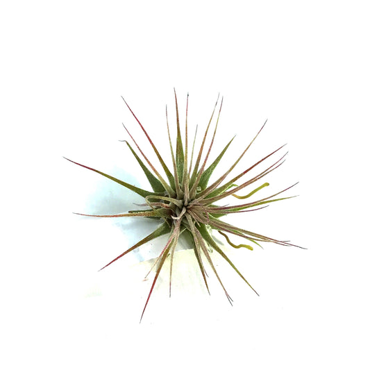 Tillandsia Ionantha Ionantha, 2"