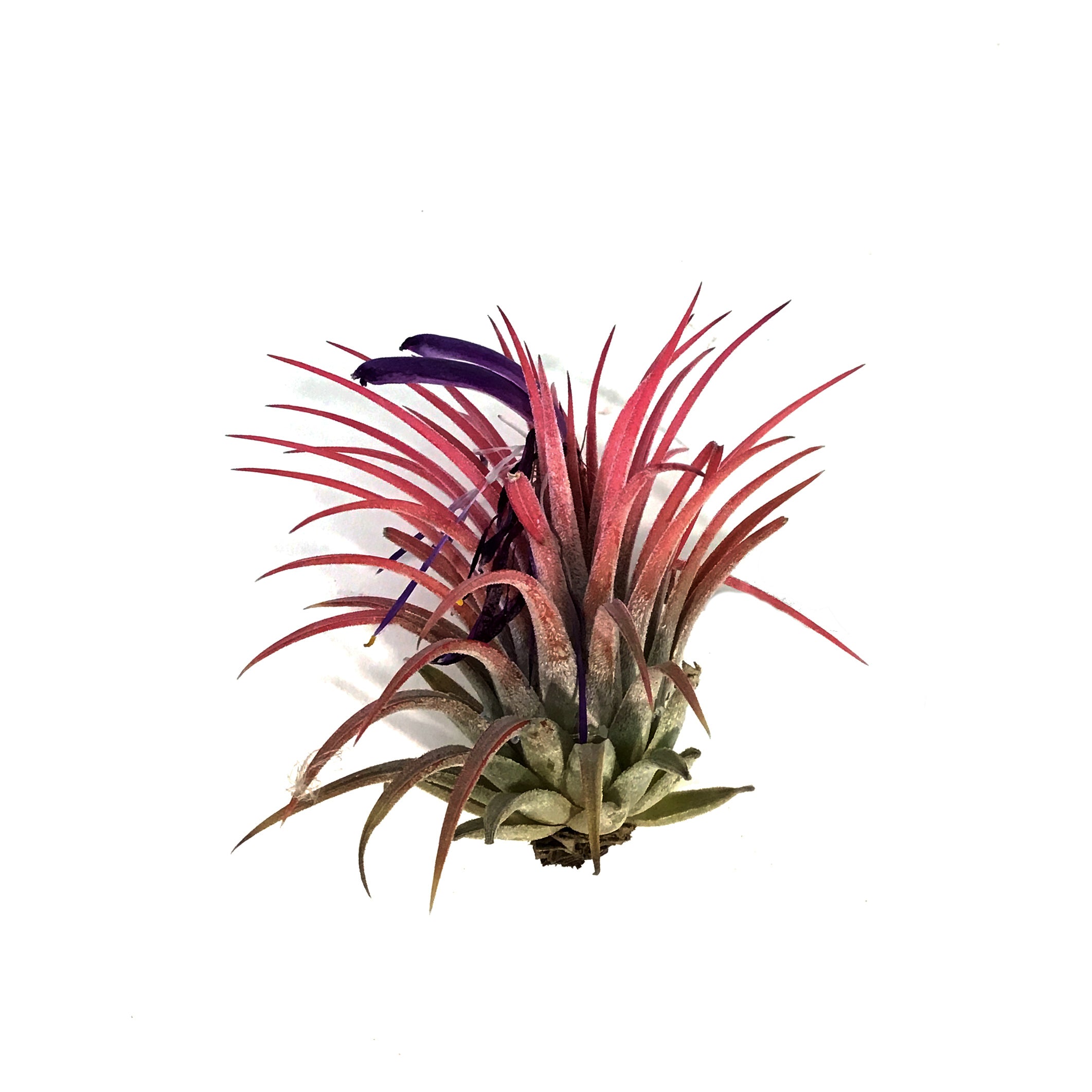 しばらくラストT. ionantha Nizanda T'S TROPICALS しばらくラストT. ionantha Nizanda T'S TROPICALS T._ionantha_T100__