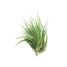 Load image into Gallery viewer, Tillandsia Ionantha Scaposa
