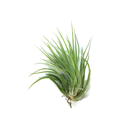 Tillandsia Ionantha Scaposa,1-1.5"