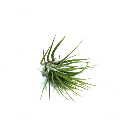 Tillandsia Ionantha Scaposa,1-1.5"
