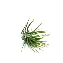 Load image into Gallery viewer, Tillandsia Ionantha Scaposa
