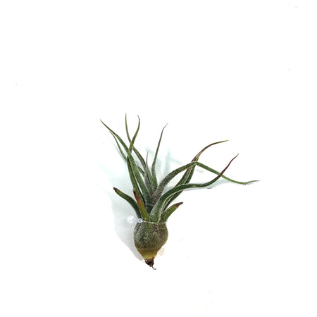 Tillandsia Pruinosa,2.5"ht.