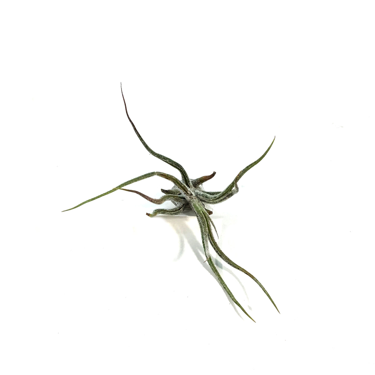 Tillandsia Pruinosa,2.5"ht.