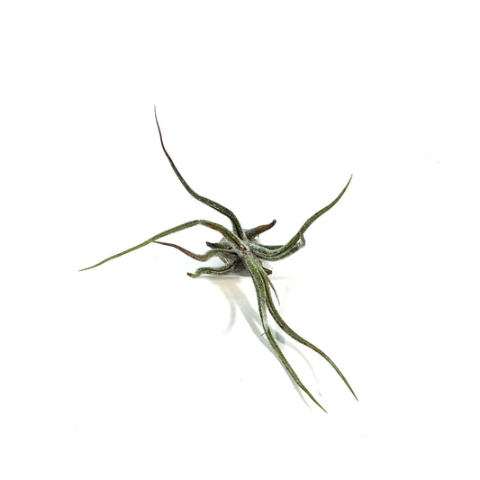 Tillandsia Pruinosa,2.5"ht.