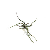 Tillandsia Pruinosa,2.5
