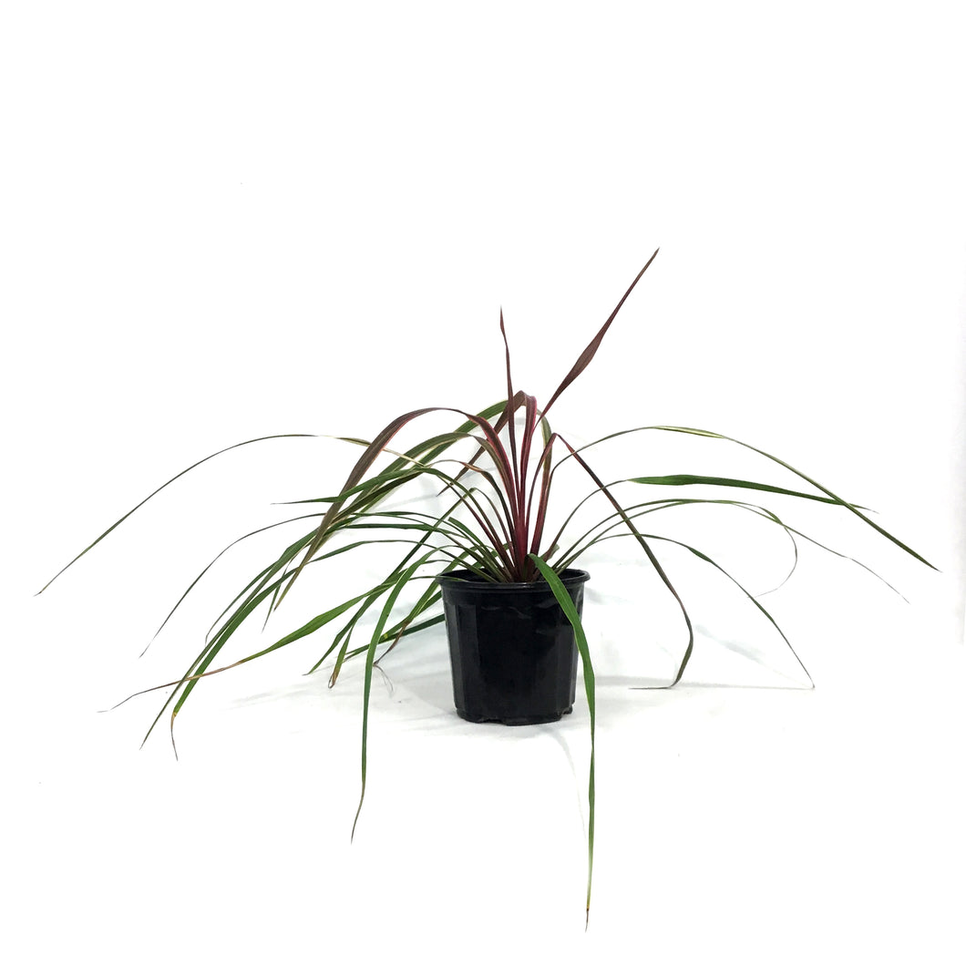 Cordyline, 6in, Can Can