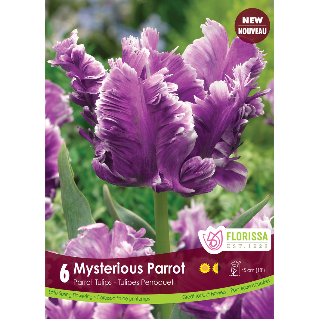 Tulip, Parrot - Mysterious Parrot Bulbs, 6 Pack