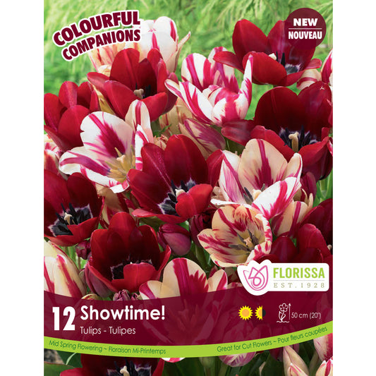 Colourful Companions - Showtime Bulbs, 12 Pk