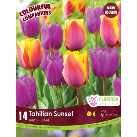 Colourful Companions - Tahitian Sunset Bulbs, 12Pk