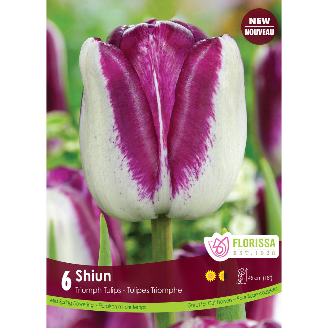Tulip, Triumph - Shiun Bulbs, 6 Pack