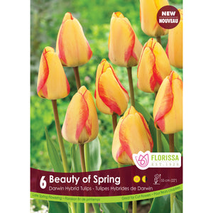 Tulip, Darwin - Beauty of Spring Bulbs, 6 Pack