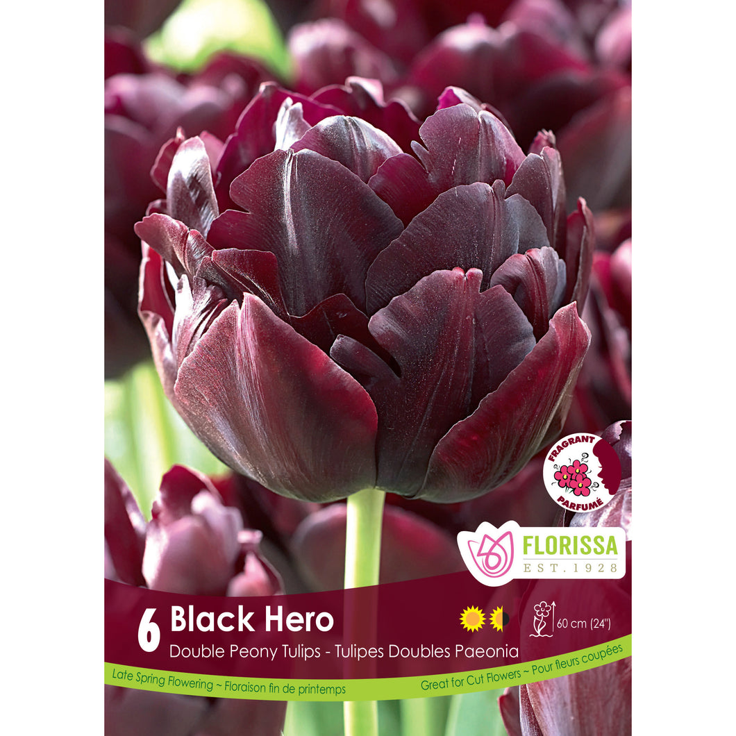 Tulip, Double Peony - Black Hero Bulbs, 6 Pack