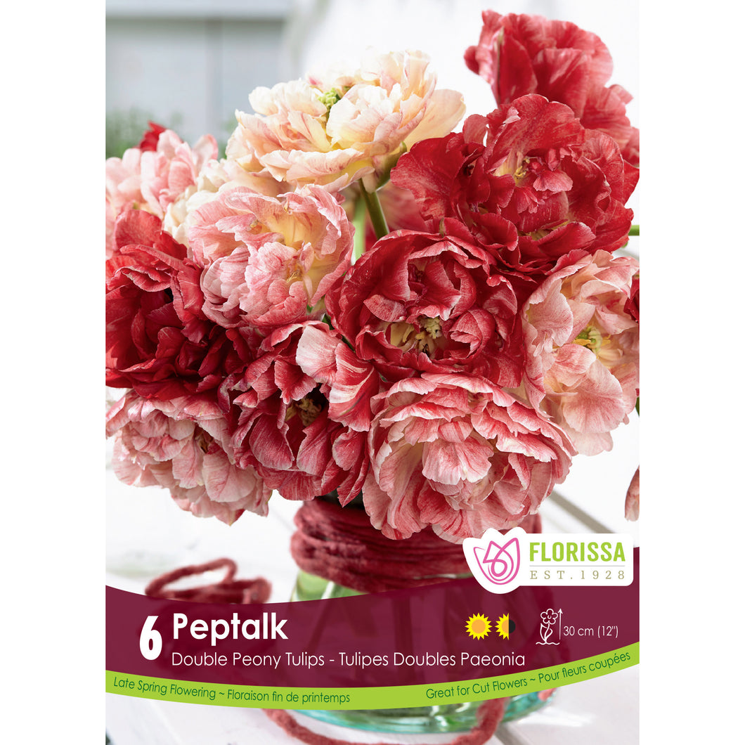 Tulip, Double Peony - Peptalk Bulbs, 6 Pack