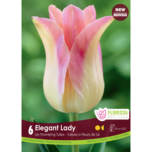 Tulip, Lily Flowering - Elegant Lady Bulbs, 6 Pack