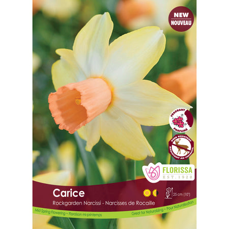 Narcissi, Rockgarden - Carice Bulbs, 5 Pack