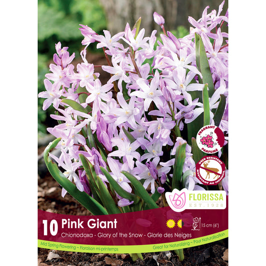 Chionodoxa - Pink Giant Bulbs, 10 Pack