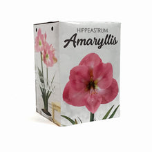 Load image into Gallery viewer, Amaryllis Bulb Gift Kit, Assorted Varieties
