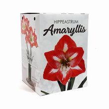 Load image into Gallery viewer, Amaryllis Bulb Gift Kit, Assorted Varieties
