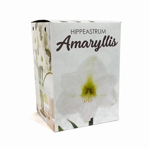 Amaryllis Bulb Gift Kit, Assorted Varieties