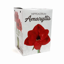 Load image into Gallery viewer, Amaryllis Bulb Gift Kit, Assorted Varieties
