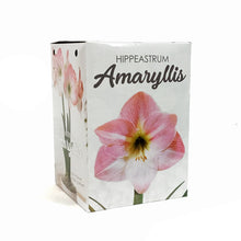 Load image into Gallery viewer, Amaryllis Bulb Gift Kit, Assorted Varieties
