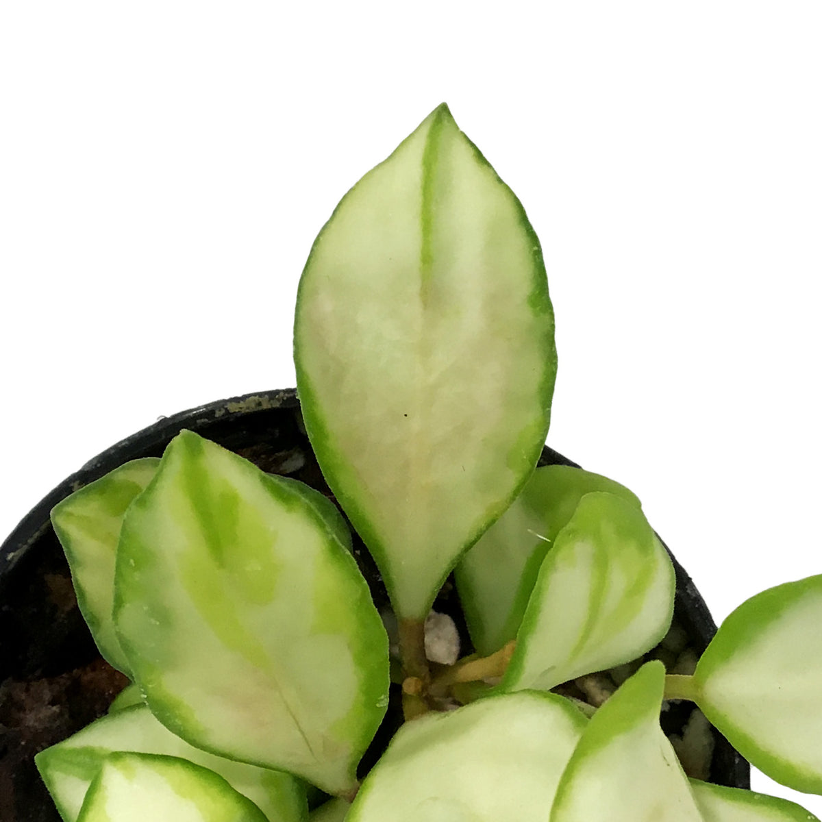 Hoya, 2in, Heuschkeliana (Inner Variegated)