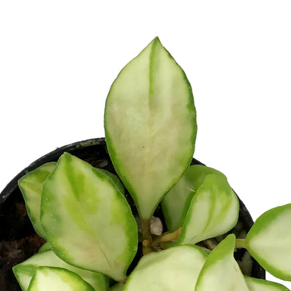 Hoya, 2in, Heuschkeliana (Inner Variegated)