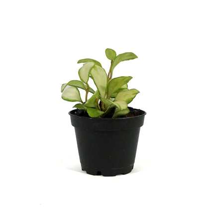 Hoya, 2in, Heuschkeliana (Inner Variegated)