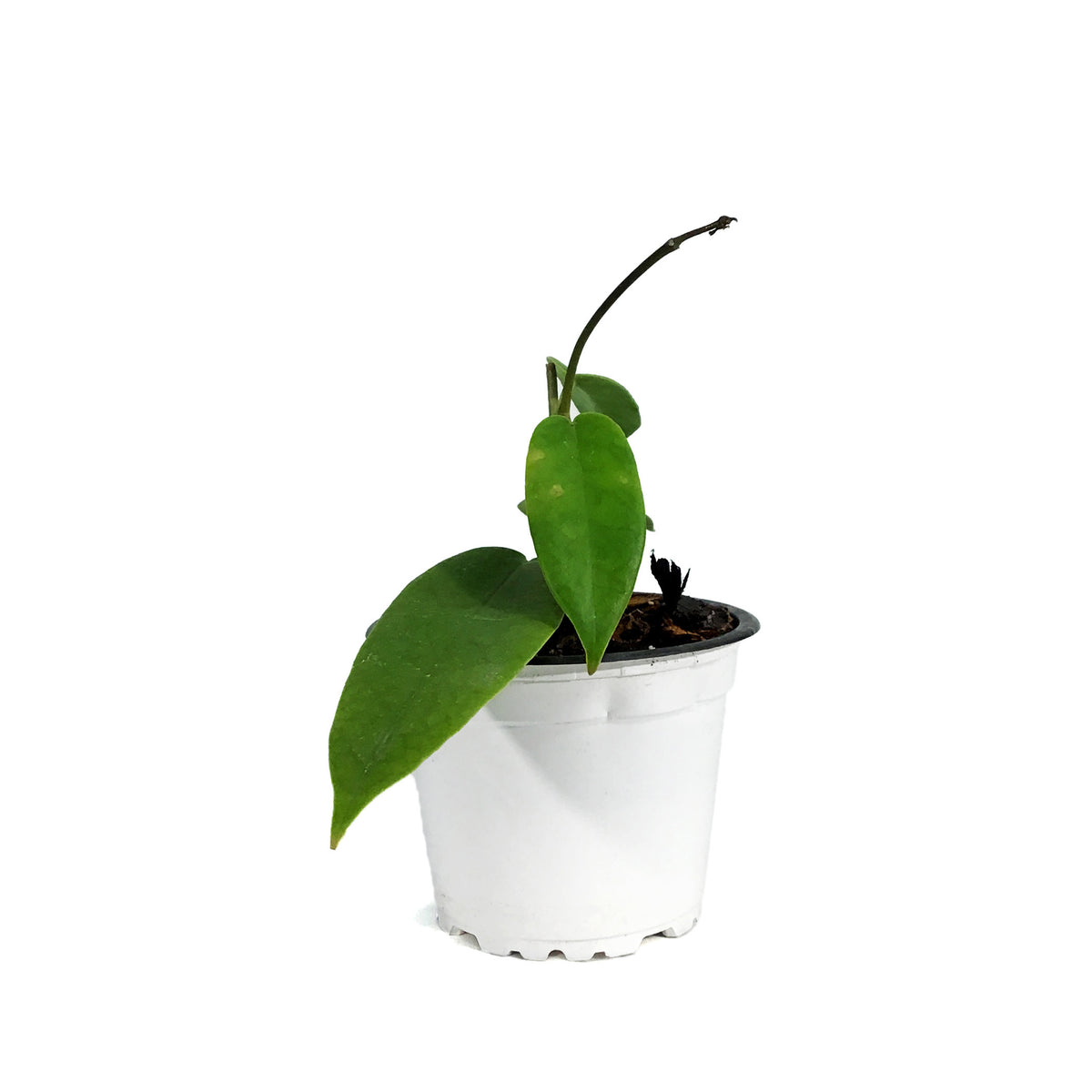 Hoya, 3.5in, Onychioides