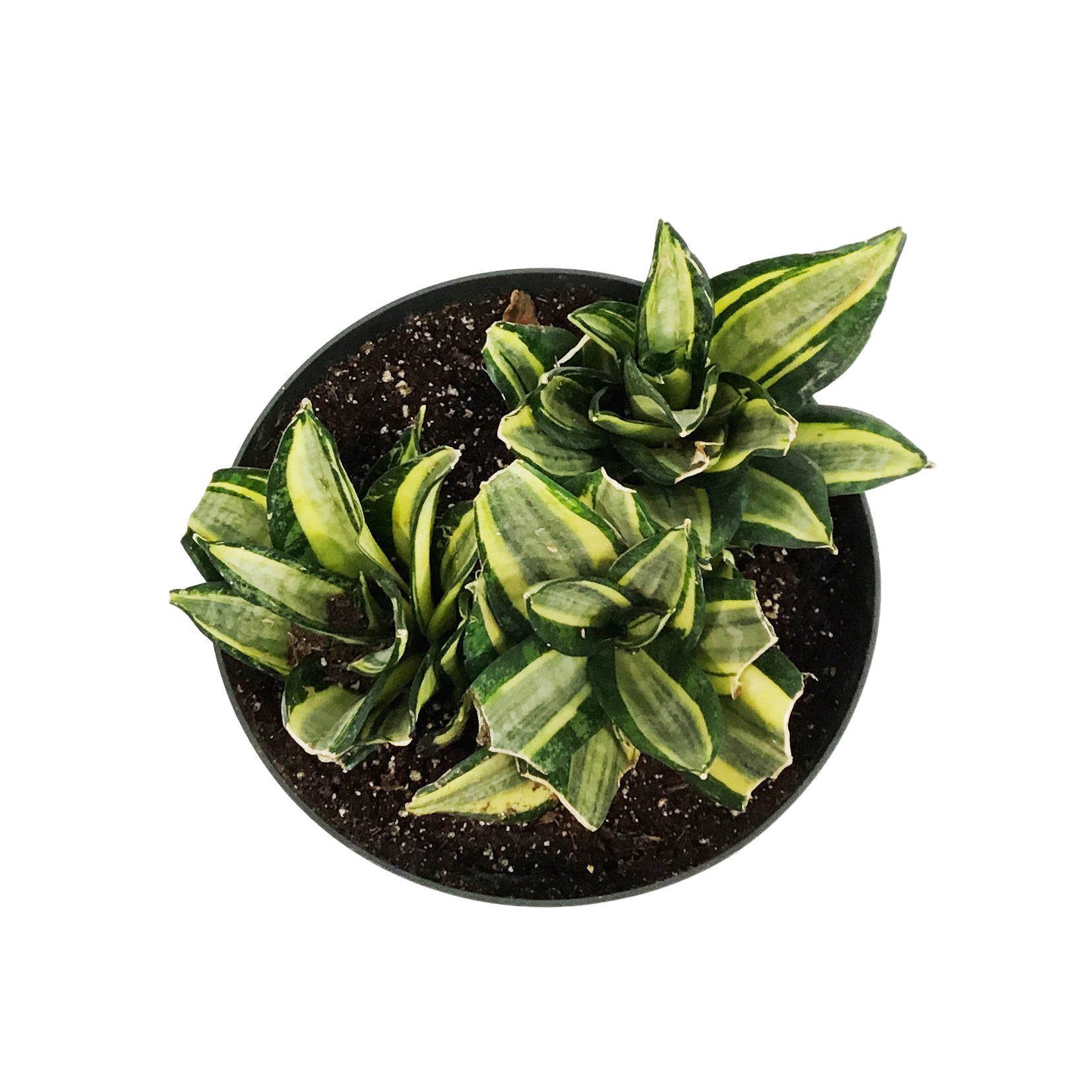 sansevieria sunny star Sansevieria, 8in, Star Power, Sunny Star