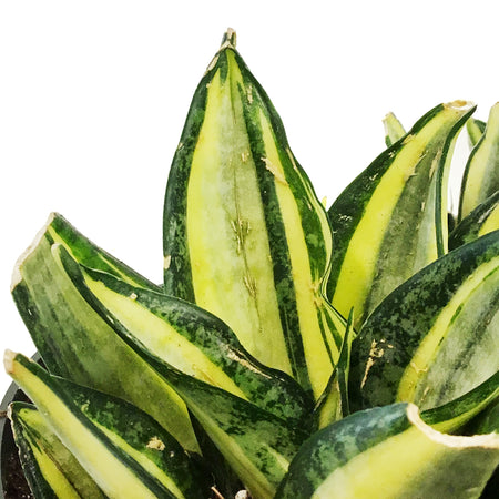 Sansevieria, 8in, Star Power, Sunny Star