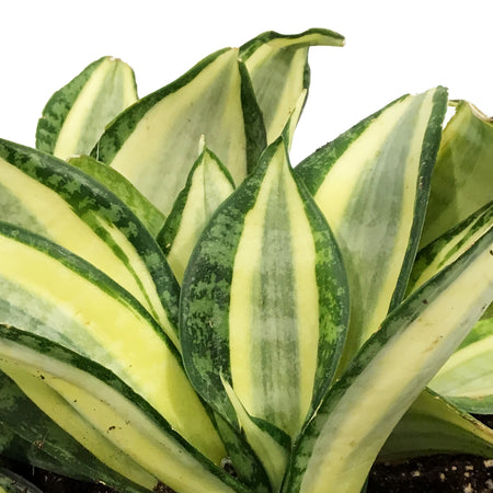Sansevieria, 8in, Hahnii Golden