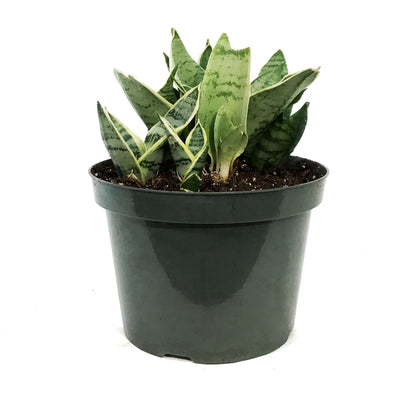Sansevieria, 8in, Star Power, Silver Star