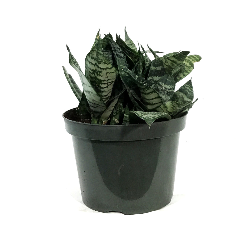 Sansevieria, 8in, Robusta Superba