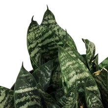 Load image into Gallery viewer, Sansevieria, 8in, Robusta Superba
