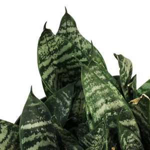 Sansevieria, 8in, Robusta Superba