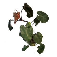 Load image into Gallery viewer, Philodendron, 10in, Merlot
